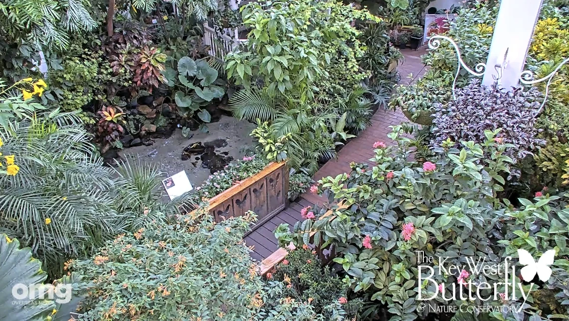 Key West Butterfly and Nature Conservatory Live Cam preview