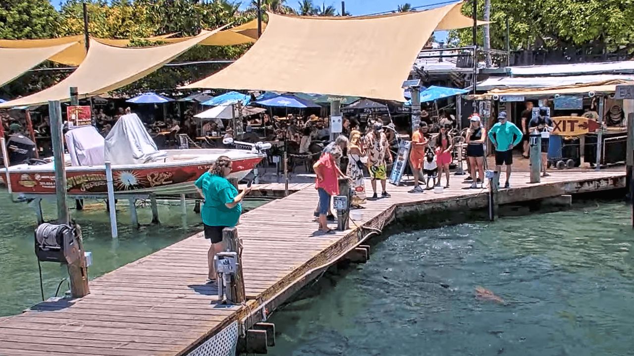 Robbie's Tarpon Feeding Dock Live Cam preview