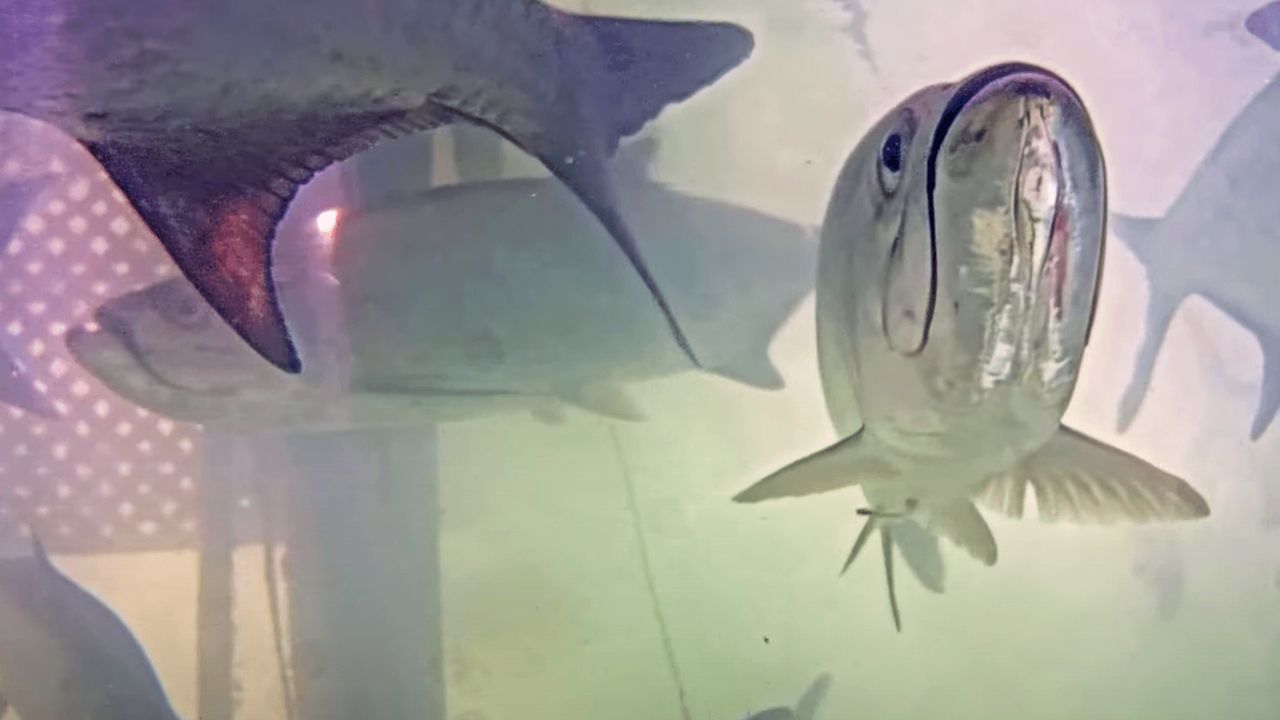 Robbie's Underwater Tarpon Cam preview