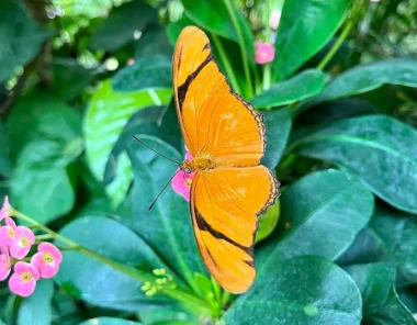 Key West Butterfly Website Image
